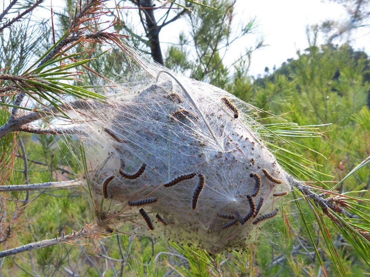 Lutte contre les chenilles processionnaires - Farago CANTAL