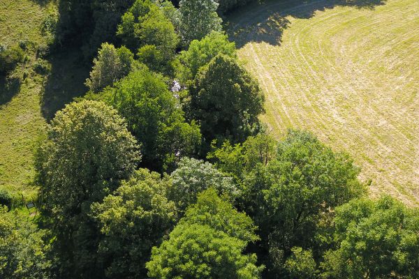 Lutte contre les chenilles processionnaires - Fargo Cantal