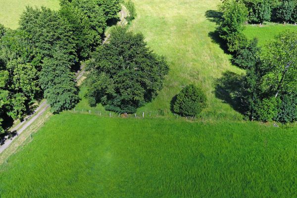 Lutte contre les chenilles processionnaires - Fargo Cantal