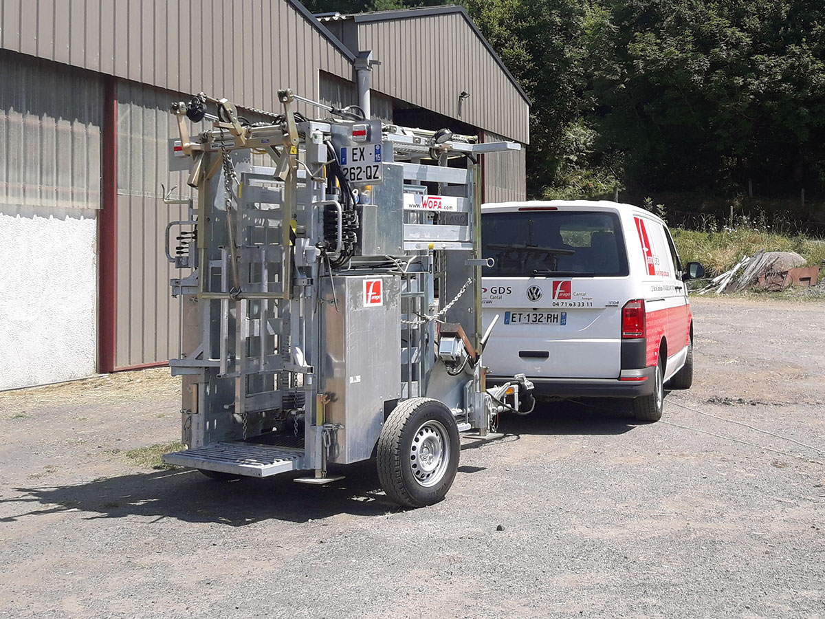Parage des bovins - Farago Cantal