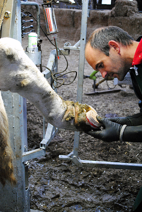 Parage des bovins - Farago Cantal