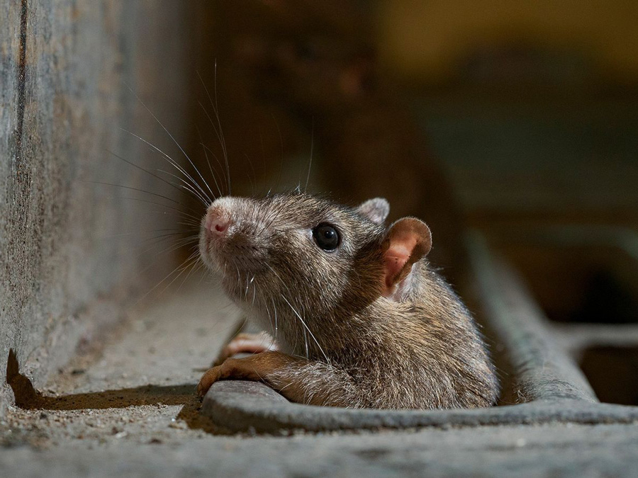 Lutte contre les rongeurs, rats, souris - Farago Cantal