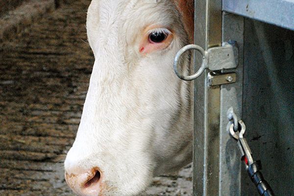 Parage des bovins - FARAGO Cantal