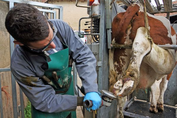 Parage des bovins - FARAGO Cantal