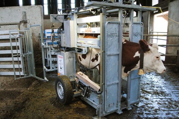 Parage des bovins - FARAGO Cantal