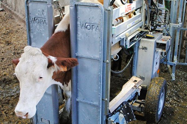 Parage des bovins - FARAGO Cantal