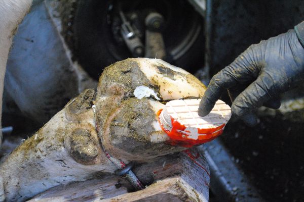 Parage des bovins - FARAGO Cantal