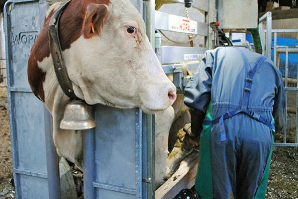 Parage des bovins - FARAGO Cantal