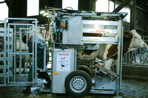 Parage des bovins - FARAGO Cantal