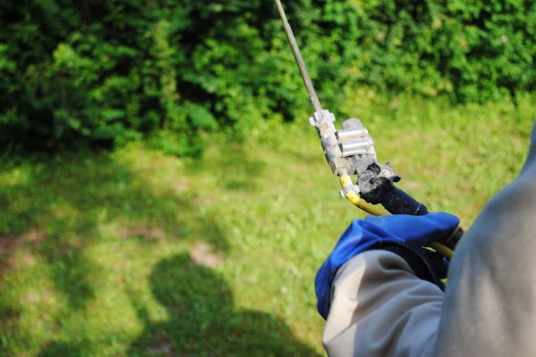Destruction de nids de guêpes et frelons - Farago Cantal