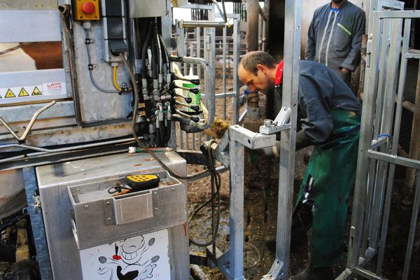 Parage des bovins - FARAGO Cantal