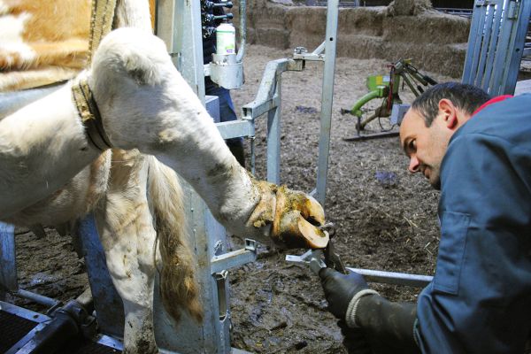 Parage des bovins - FARAGO Cantal