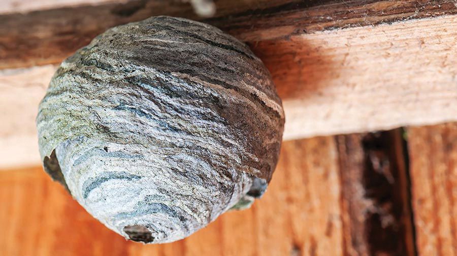 Destruction de nids de guêpes et frelons - Farago Cantal
