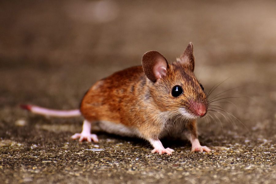 Lutte contre les rongeurs, rats, souris - Farago Cantal