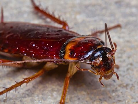 Lutte contre les punaises de lit, cafards, puces et autres insectes indésirables- Farago Cantal